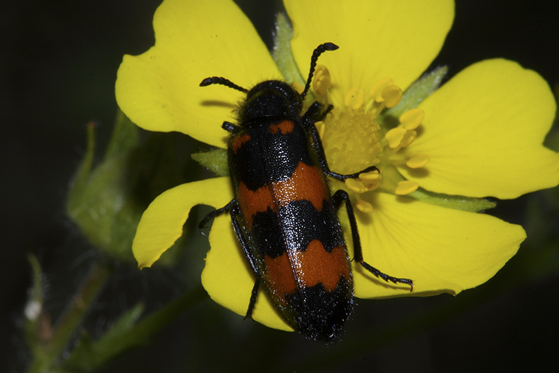 Cleridae? No, Meloidae, Mylabris variabilis